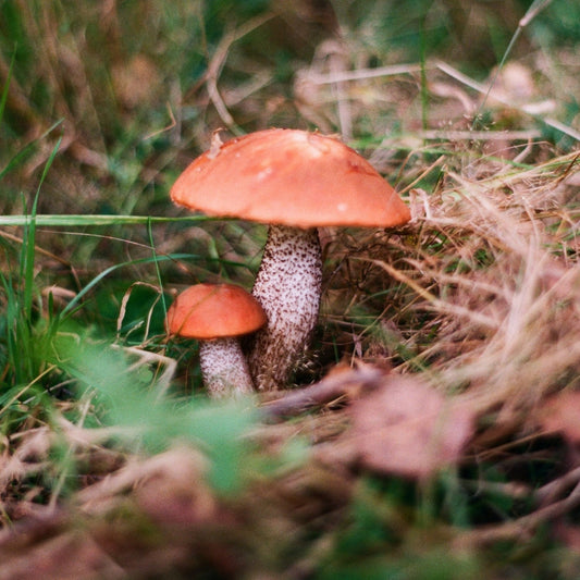 benefits of taking mushroom supplements